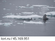Killer Whale spy hopping in Antarctica. Стоковое фото, фотограф Vladimir / Фотобанк Лори