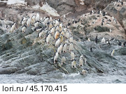 Chinstrap Penguins coming to the water. Стоковое фото, фотограф Vladimir / Фотобанк Лори
