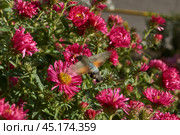 The hummingbird hawk-moth is a butterfly from the hawk moth family (Sphingidae). The hummingbird hawk-moth (Latin Macroglossum stellatarum) collects nectar from flowers. Autumn, October 2024. Стоковое фото, фотограф Андрей Жигальцов / Фотобанк Лори
