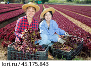 Two smiling young female workmates showing red lettuce harvest on field. Стоковое фото, фотограф Яков Филимонов / Фотобанк Лори