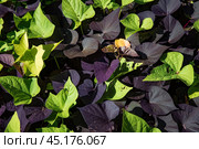 The sweet potato (Ipomoea batatas) leaves growing in Russia. Стоковое фото, фотограф Татьяна Терехина / Фотобанк Лори