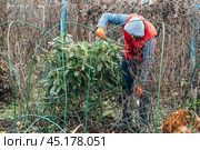 Winter Protection for Garden, winter shelter for garden plants, shelter rhododendrons. Стоковое фото, фотограф Ольга Сейфутдинова / Фотобанк Лори