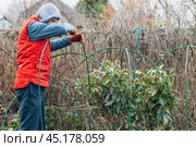 Winter Protection for Garden, winter shelter for garden plants, shelter rhododendrons. Стоковое фото, фотограф Ольга Сейфутдинова / Фотобанк Лори