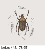 Hand-drawn chafer beetle on a light isolated background. Insect vector illustration in vintage style. Design element for zoological composition, poster, cover, brochure. Стоковая иллюстрация, иллюстратор KOSIM / Фотобанк Лори