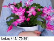 Pink christmas Cactus Schlumbergera Truncata. Close up. Стоковое фото, фотограф Elena Grishina / Фотобанк Лори