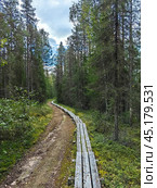 Explore the scenic boardwalk trails of Paanajarvi National Park in Karelia during the serene autumn season. Стоковое фото, фотограф Александра Селина / Фотобанк Лори