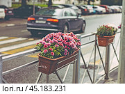 Крым, Симферополь, улица, проезжая часть, осень, дорога, автомобили, дождливо, дождь, хризантемы, цветы в горшках. Стоковое фото, фотограф Андрей Макаренко / Фотобанк Лори