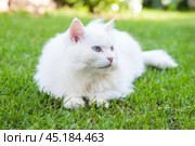 Кот. Стоковое фото, фотограф Александра Лихацкая / Фотобанк Лори