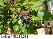 Parthenocissus quinquefolia known as Virginia creeper, Victoria creeper, five-leaved ivy, or five-finger growing in russian far east. Стоковое фото, фотограф Татьяна Терехина / Фотобанк Лори