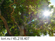 Shahrisabz in Uzbekistan. Platanus orientalis or chinar tree in Dorus-Saodat. Стоковое фото, фотограф Знаменский Олег / Фотобанк Лори