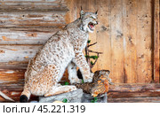 Stuffed lynx with a partridge in its paws on the porch of a wooden house. Стоковое фото, фотограф FotograFF / Фотобанк Лори