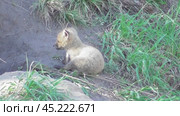 Маленький лисенок ( Vulpes vulpes ) около своей норы. Стоковое видео, видеограф Александр Мамонтов / Фотобанк Лори