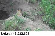 Маленький лисенок ( Vulpes vulpes ) около своей норы. Стоковое видео, видеограф Александр Мамонтов / Фотобанк Лори