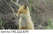 Маленький лисенок ( Vulpes vulpes ) около своей норы. Стоковое видео, видеограф Александр Мамонтов / Фотобанк Лори