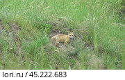 Маленький лисенок ( Vulpes vulpes ) около своей норы. Стоковое видео, видеограф Александр Мамонтов / Фотобанк Лори