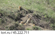 Маленькие лисята ( Vulpes vulpes ) около своей норы. Стоковое видео, видеограф Александр Мамонтов / Фотобанк Лори