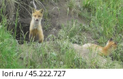 Маленькие лисята ( Vulpes vulpes ) около своей норы. Стоковое видео, видеограф Александр Мамонтов / Фотобанк Лори
