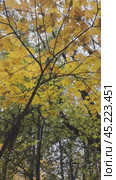 A picturesque autumn forest with golden foliage. Стоковое видео, видеограф Ярославский Максим / Фотобанк Лори