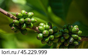 Harvesting coffee agriculture. Coffee harvest, ripe coffee located among greenery on tree branches. Bountiful Coffee Harvest Ripe Coffee Beans Nestled Amidst Greenery on Coffee Tree Branches. Стоковое фото, фотограф Павел Муравьев / Фотобанк Лори