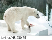 A polar bear (Ursus maritimus) eats a piece of meat in captivity. Стоковое фото, фотограф Photojuli / Фотобанк Лори