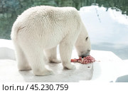 A polar bear (Ursus maritimus) eats a piece of meat in captivity. Стоковое фото, фотограф Photojuli / Фотобанк Лори