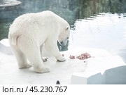 A polar bear (Ursus maritimus) eats a piece of meat in captivity. Стоковое фото, фотограф Photojuli / Фотобанк Лори