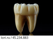Close-up of a tooth on a black background, creating a contrast effect and focusing attention on details. The tooth looks realistic, with visible texture and natural shades of enamel and dentin. This photograph can be useful in the context of dentistry, medicine or illustration for educational materials. The clarity of the image emphasizes the anatomical features of the tooth, making it ideal for educational use. Стоковое AI-изображение, AI-художник Анна Кривицкая / Фотобанк Лори