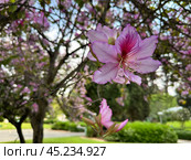 Blooming orchid tree Bauhinia (lat. - Bauhinia) on the campus of The Weizmann Institute of Science. Стоковое фото, фотограф Irina Opachevsky / Фотобанк Лори