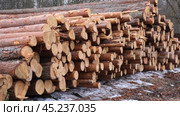 Log stacks. Forest pine and spruce trees. Deforestation, forest destruction. Timber harvesting. Pile, stack of many sawn logs. Log trunks pile, the logging timber wood industry. Стоковое видео, видеограф Марина Демидюк / Фотобанк Лори