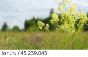 Close up of wildflowers in a summer meadow on trees background. Beauty in Nature. Prairie grasses Galium verum grow outdoors. Wild flowers closeup against a blue sky. Lady's bedstraw, yellow bedstraw. Стоковое видео, видеограф Марина Демидюк / Фотобанк Лори