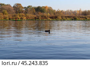 Широкая река Березина осенью, плывет селезень, байдарочник тренируется. Красивый желтый лес на другом берегу днем. Редакционное фото, фотограф Hanna Shapialevich / Фотобанк Лори