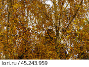 Осенний пейзаж. Орловская область, Краснозоренский район, поселок Ключики. Стоковое фото, фотограф Владимир Шибаев / Фотобанк Лори