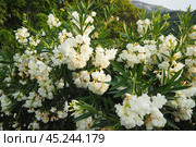 Nerium oleander, rosebay cultivated worldwide in temperate and subtropical areas as an ornamental and landscaping plant. Genus Nerium, Apocynoideae, Apocynaceae. Montenegro, Adriatic, Mediterranean. Стоковое фото, фотограф Юлия Петровская / Фотобанк Лори