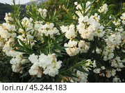 Nerium oleander, rosebay cultivated worldwide in temperate and subtropical areas as an ornamental and landscaping plant. Genus Nerium, Apocynoideae, Apocynaceae. Montenegro, Adriatic, Mediterranean. Стоковое фото, фотограф Юлия Петровская / Фотобанк Лори
