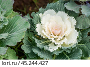 Autumn flowers. Decorative cauliflower in the garden. Autumn, sunny natural background with decorative cabbage. Стоковое фото, фотограф Photojuli / Фотобанк Лори