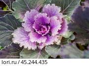 Autumn flowers. Decorative cauliflower in the garden. Autumn, sunny natural background with decorative cabbage. Стоковое фото, фотограф Photojuli / Фотобанк Лори