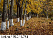 Осенние клёны. Фрагментарный пейзаж. Стоковое фото, фотограф Василий Мальцев / Фотобанк Лори