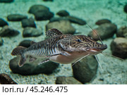 Close-up of striped catfish with long whiskers swimming in aquarium. Стоковое фото, фотограф Ирина Кононова / Фотобанк Лори