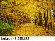 Дорожка в парке усыпана желтыми кленовыми листьями. Стоковое фото, фотограф Илья Старков / Фотобанк Лори
