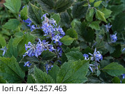 Clematis heracleifolia, the tube clematis, flowering plant in the buttercup family Ranunculaceae. Стоковое фото, фотограф Elena Grishina / Фотобанк Лори
