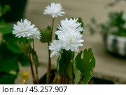 Anemonella thalictroides Kikuzaki White blossoms in the garden in spring. Стоковое фото, фотограф Ольга Сейфутдинова / Фотобанк Лори