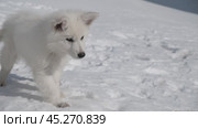 Щенок Белой Швейцарской Овчарки БШО играет в снегу / Slow motion video of a small White Swiss Shepherd Dog puppy playing in the snow in winter. Стоковое видео, видеограф Сергей Пристяжнюк (Serg Zastavkin) / Фотобанк Лори