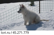 Щенок Белой Швейцарской Овчарки БШО играет в снегу / Slow motion video of White Swiss Shepherd Dog puppy plays, runs and jumps in a snowy garden in a cottage village in winter. Стоковое видео, видеограф Сергей Пристяжнюк (Serg Zastavkin) / Фотобанк Лори
