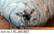 hornet's nest with wasps, selective focus. Стоковое фото, фотограф Igor Skripachev / Фотобанк Лори