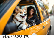 Smiling black woman rides in taxi with her corgi and chihuahua dogs. Стоковое AI-изображение, AI-художник Владимир Григорьев / Фотобанк Лори