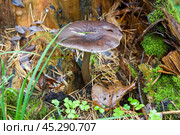 Гриб плютей олений (Pluteus cervinus) в лесу. Стоковое фото, фотограф Ирина Яровая / Фотобанк Лори