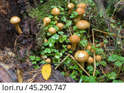 Чешуйчатка обыкновенная (Pholiota squarrosa) в лесу. Стоковое фото, фотограф Ирина Яровая / Фотобанк Лори