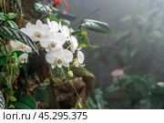 Tropical white orchids thrive in lush rainforest habitat, showcasing vibrant colors and delicate petals. exotic flowers bloom rich foliage, creating breathtaking scene of natural beauty. Стоковое фото, фотограф Павел Муравьев / Фотобанк Лори