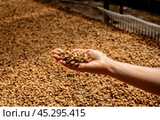Close up Hand with Raw coffee beans heap dry green seed. Farmer's hands selected waste rod unroasted grain in eco farm. Arabica farm plant coffee bean agriculture objects. Стоковое фото, фотограф Павел Муравьев / Фотобанк Лори