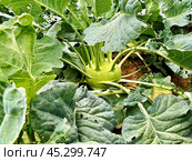 Растение капуста кольраби (Brassica oleracea) гигант на грядке. Стоковое фото, фотограф Владимир Шипикин / Фотобанк Лори